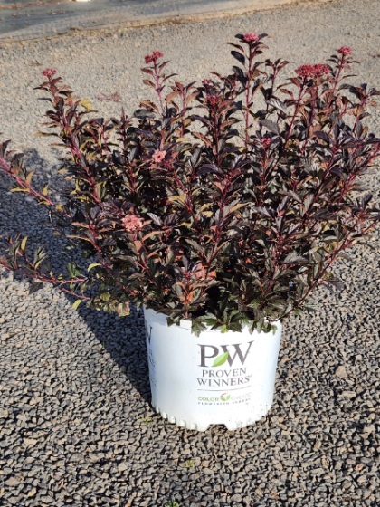 PHYSO OPU TINY WINE #5 PW