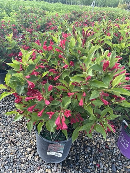 WEIGELA FLO RED PRINCE #2