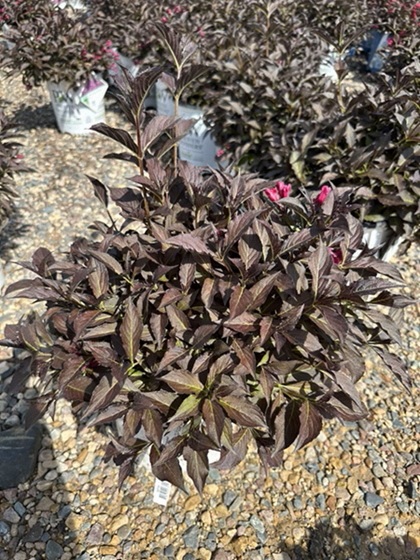 WEIGELA FLO SPILLED WINE #5 PW