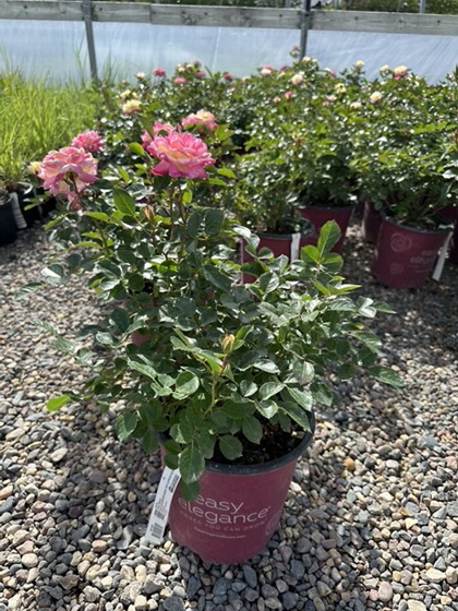 SRS MUSIC BOX #2 EE PINK/YLW