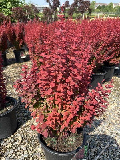 BERBE THU ORANGE ROCKET #5