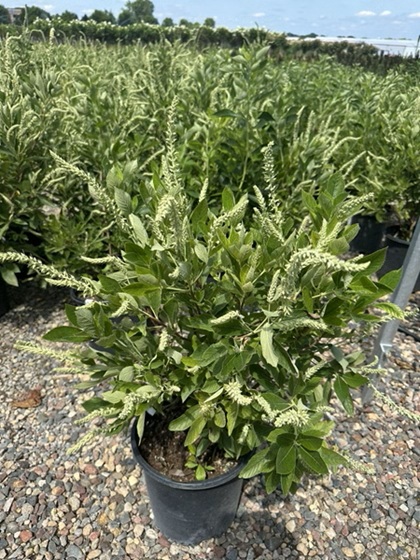 CLETHRA ANL SUMMER SPARKLER #2