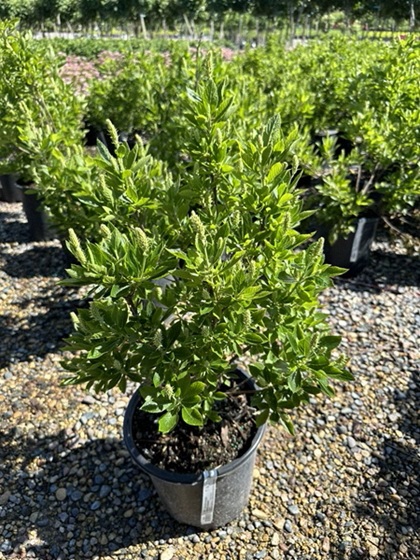 CLETHRA ALN HUMMINGBIRD #5