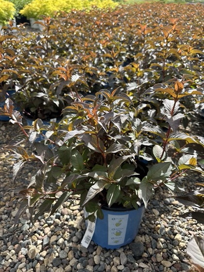 DIERVILLA NIGHTGLOW #2BE 1.10