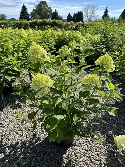 HYDRA PAN LIMELIGHT #2