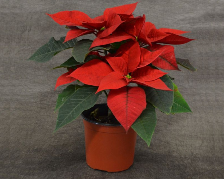 4.75� Poinsettias