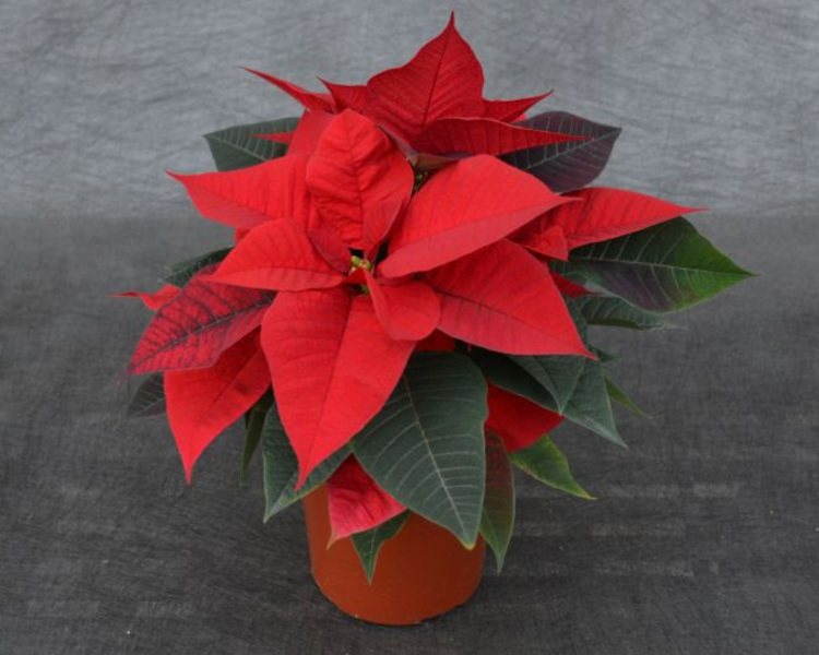 6.5� Poinsettias