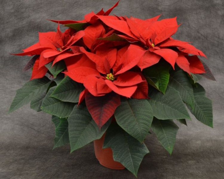 8� Poinsettias