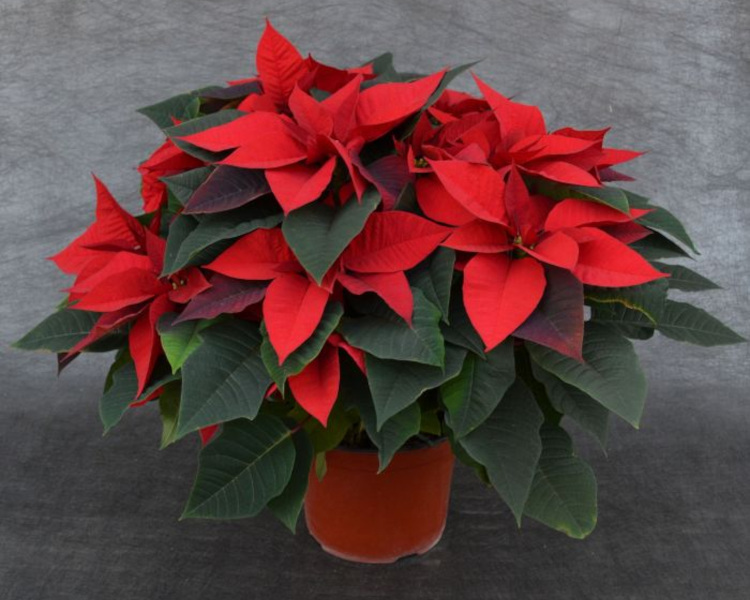 10� Poinsettias