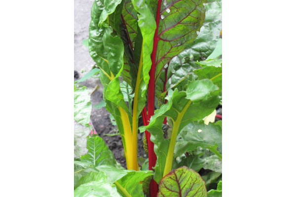 E4.75T/10SWISSCHARD BRIGHTLIGHT