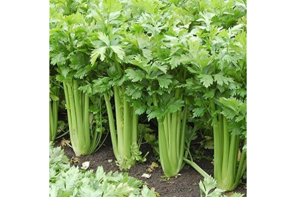 E606T/36CELERY TANGO