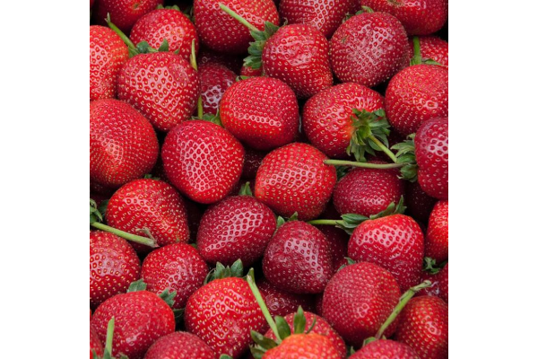 EHB10"STRAWBERRY DELIZZ