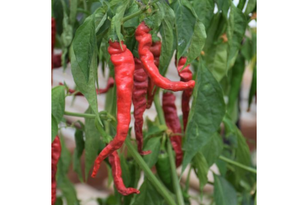 E4.75T/10PEPPER CAYENNE