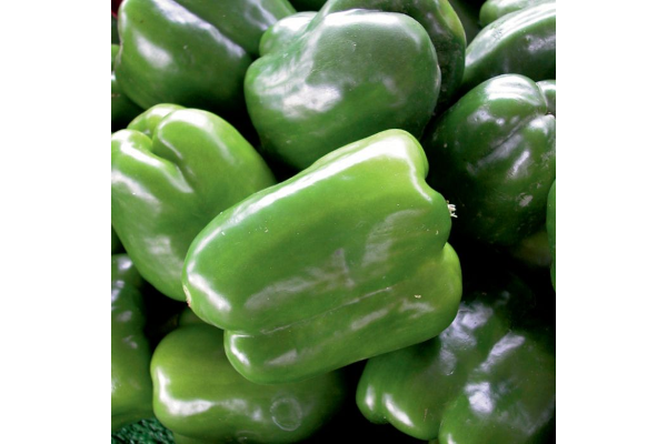 E306T/18PEPPER GREEN BELL