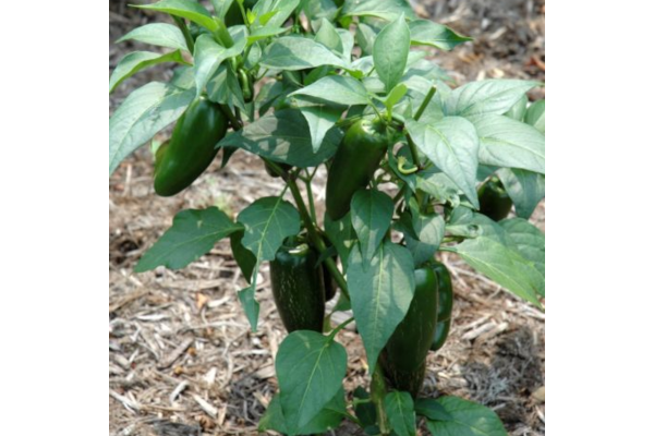 E306T/18PEPPER JALAPENO