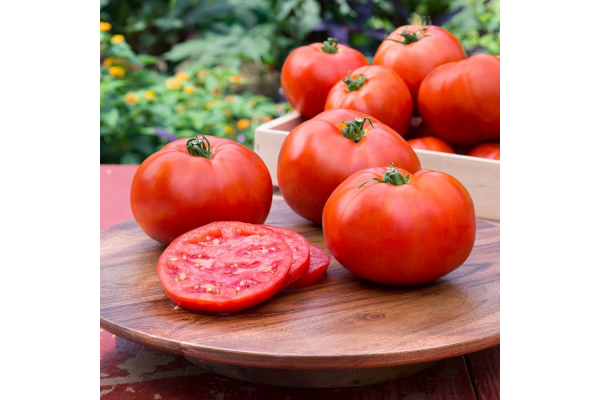 E306T/18TOMATO BETTER BOY