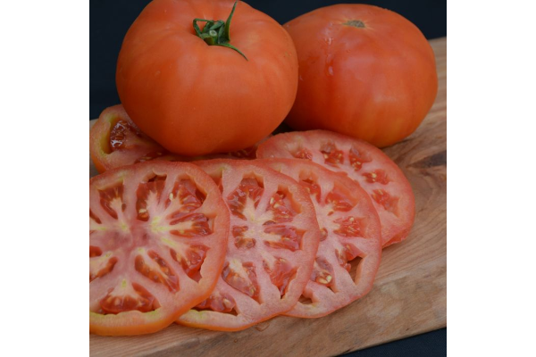 E306T/18TOMATO BEEFMASTER