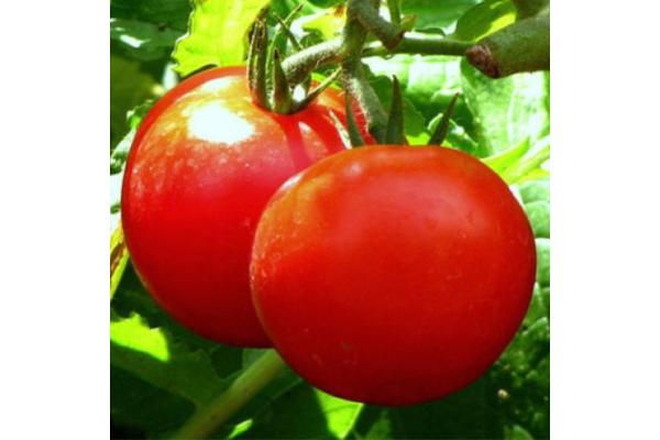 E306T/18TOMATO EARLY GIRL