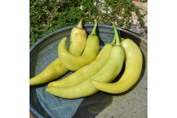 E306T/18PEPPER SWEET BANANA