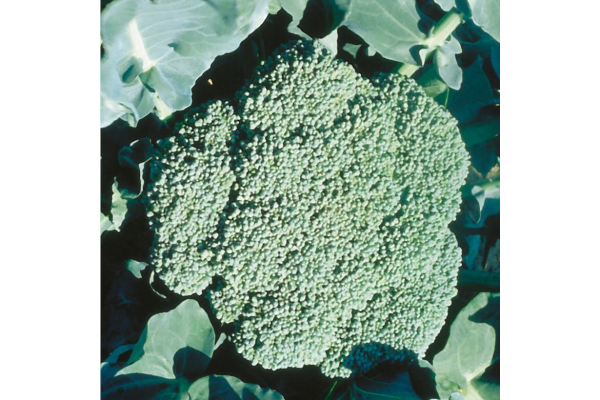 E606T/36BROCCOLI PREMIUM CROP