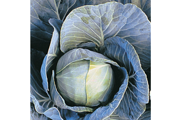 E606T/36CABBAGE DYNAMO