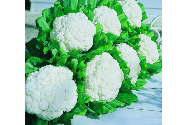 E606T/36CAULIFLOWER SNOWCROWN