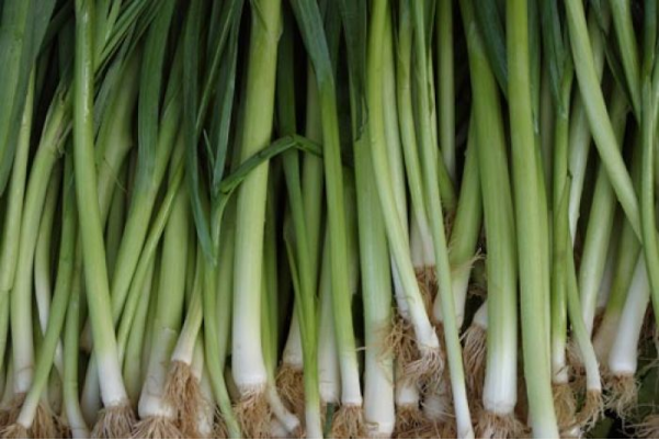 E606T/36LEEKS
