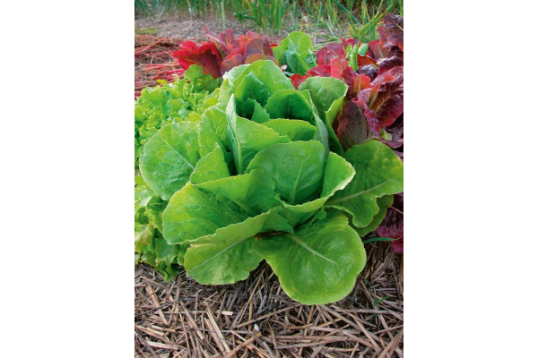 E606T/36LETTUCE ROMAINE