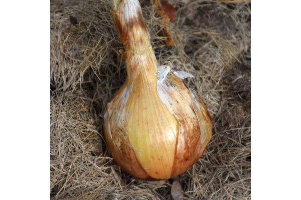 E606T/36ONION SWEET YELLOW