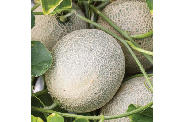 E4.75T/10CANTALOUPE SUGAR CUBE