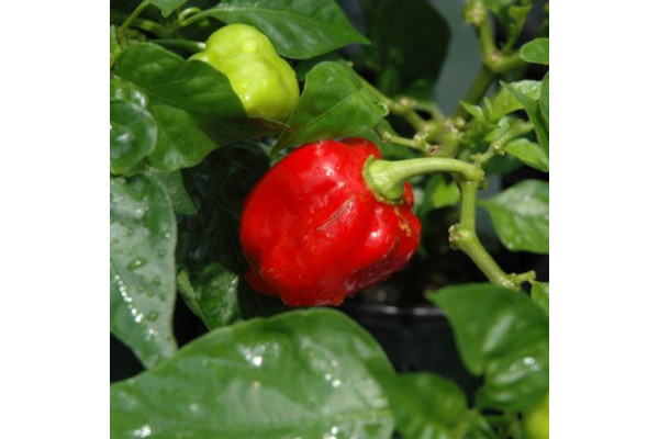 E4.75T/10PEPPER CAROLINA REAPER