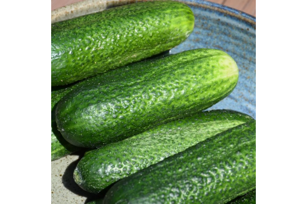 E4.75T/10CUCUMBER PICKLING