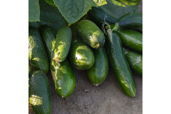 E4.75T/10CUCUMBER SLICING