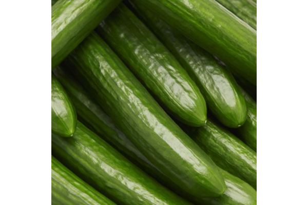 E4.75T/10CUCUMBER ENGLISH