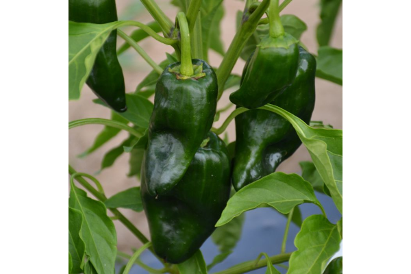 E4.75T/10PEPPER POBLANO