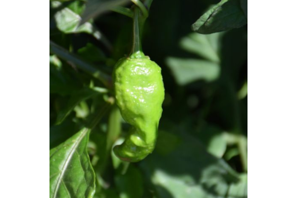 E4.75T/10PEPPER GHOST BHUT JOLOK