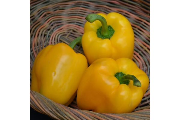 E4.75T/10PEPPER YELLOWBELL