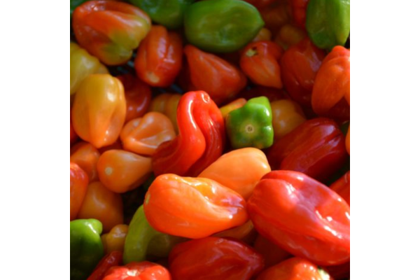 E4.75T/10PEPPER HABANERO