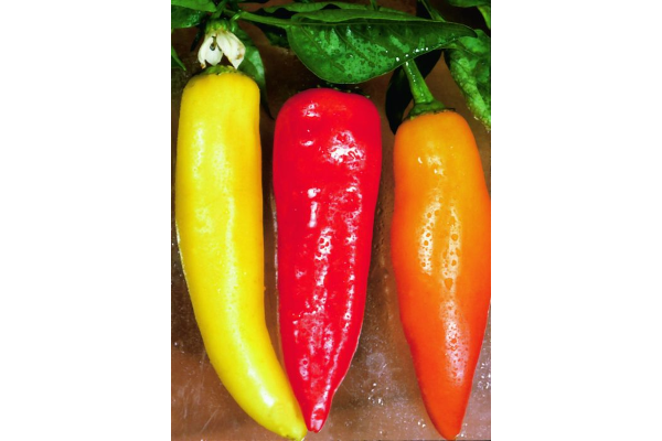 E4.75T/10PEPPER HOTBANANA