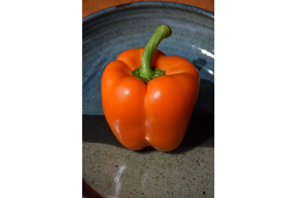E4.75T/10PEPPER ORANGEBELL