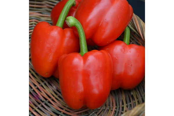 E4.75T/10PEPPER REDBELL