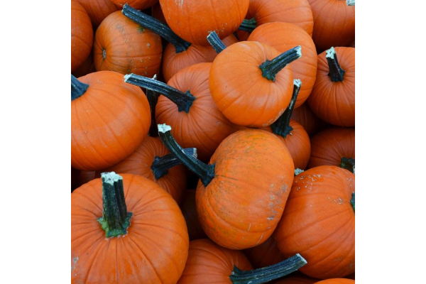 E4.75T/10PUMPKIN - PIE