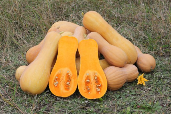 E4.75T/10SQUASH BUTTERNUT