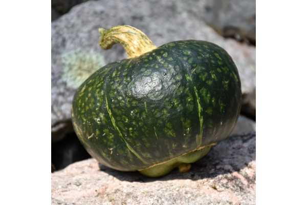 E4.75T/10SQUASH BUTTERCUP HYBRID