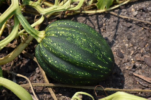 E4.75T/10SQUASH ACORN HYBRID