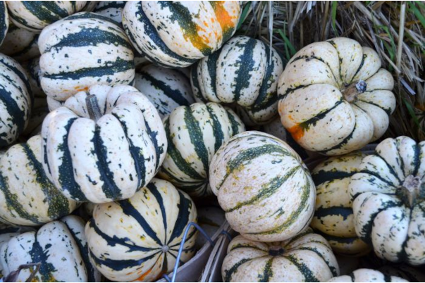 E4.75T/10SQUASH SWEET DUMPLIN