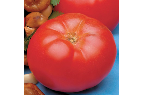 E4.75T/10TOMATO BEEFMASTER