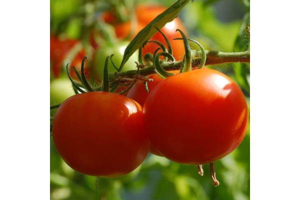 E4.75T/10TOMATO CELEBRITY