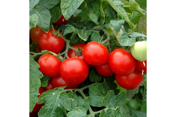 E4.75T/10TOMATO HUSKY RED CHERRY