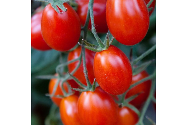 E4.75T/10TOMATO GRAPE JULIET